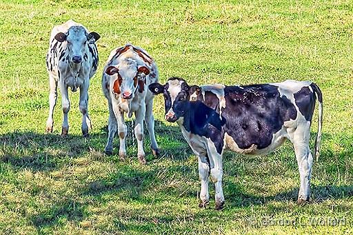 Curious Cows_P1190255.jpg - Photographed near Brightside, Ontario, Canada.